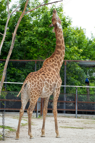 Giraffe in the full growth at the zoo