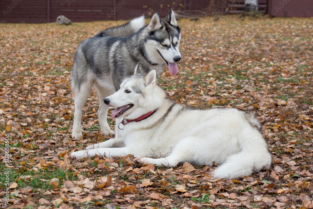 Two cute siberian husky are playing in the autumn park. Pet animals. Two cute siberian husky are playing in the autumn park. Pet animals.