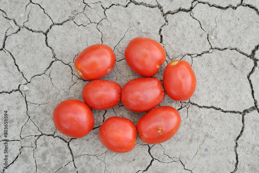 Φωτογραφία Pomodori rossi raccolti nel campo per la produzione della salsa di pomodoro
