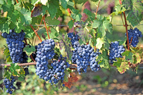 Grappoli di uva bianca e nera pronti per l vendemmia e la produzione del vino 