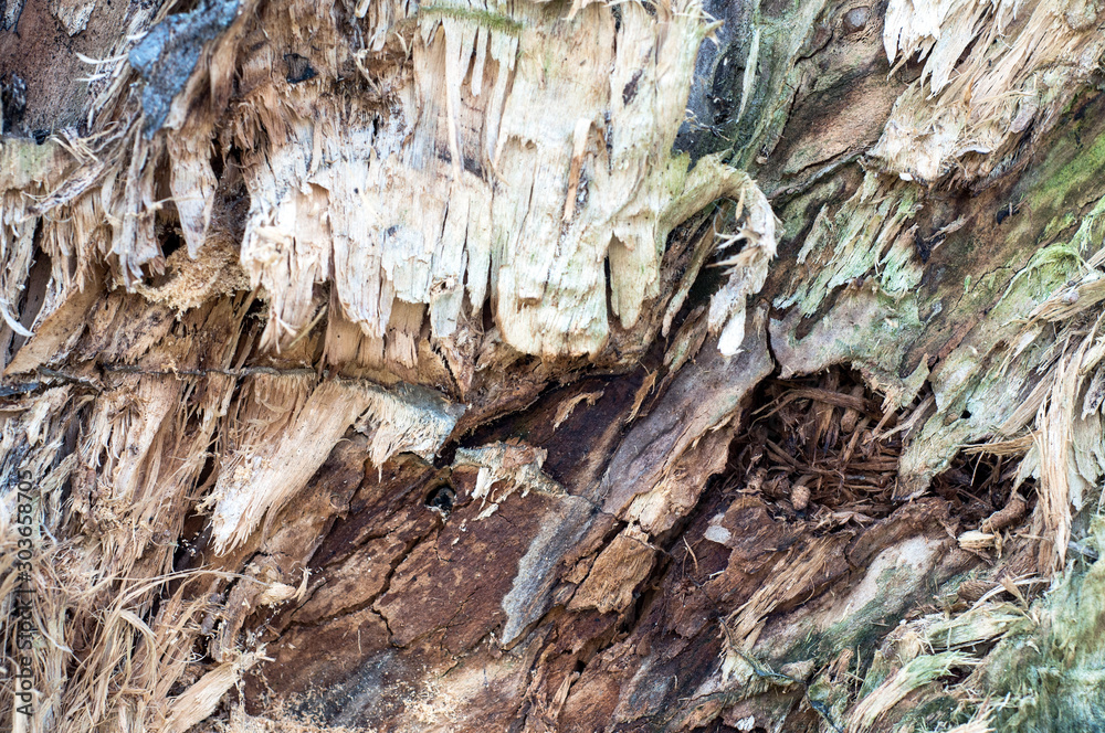 cracked tree trunk in color section, Pattern cracked tree trunk in color section, Pattern