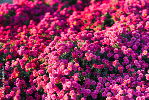 Many small flowers purple or pink chrysanthemums in the autumn garden. Flower background © Sunshine