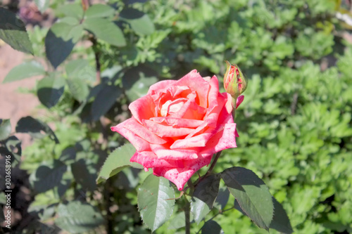 Red Roses. photo