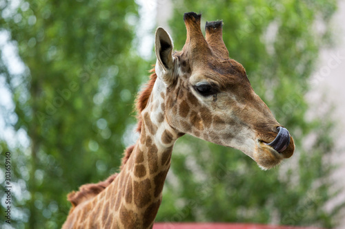Giraffe head closeup © vadimborkin