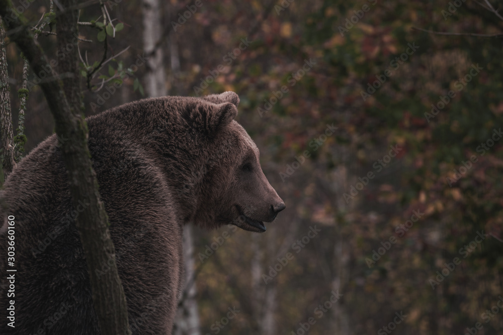 Fototapeta premium Brown bear in the forest