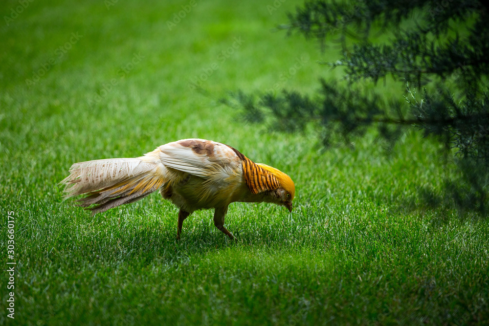 Obraz premium with a yellow head bird