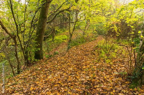 Autumn forest scene deep in the North Devon countryside