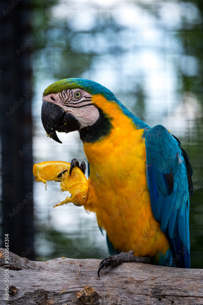 blue macaw eating an orange