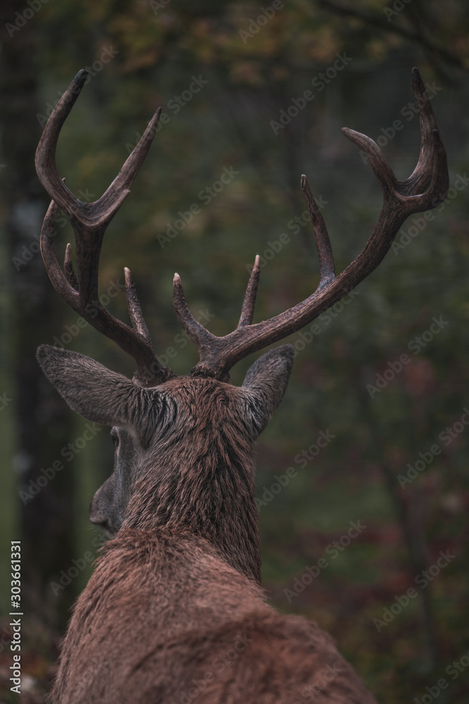 Red Deer in the natur of the Red Deer in the natur of the