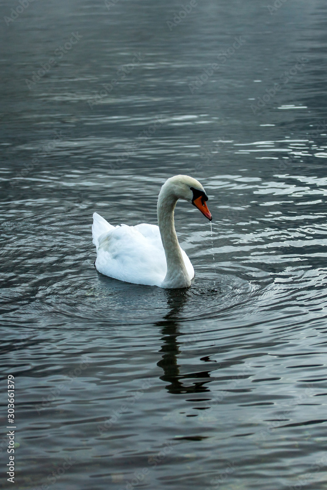 white swan on lake white swan on lake