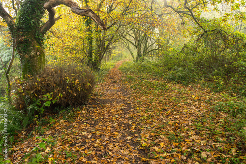 Autumn forest scene deep in the North Devon countryside