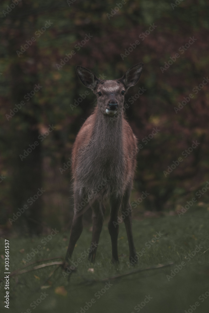 Red Deer in the natur of the Red Deer in the natur of the
