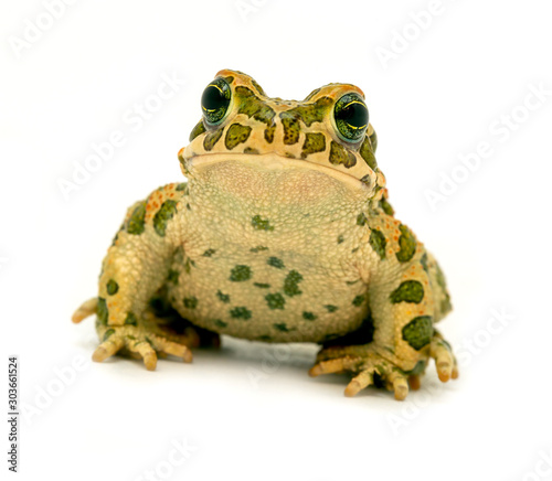 spotted toad sitting close-up on white background