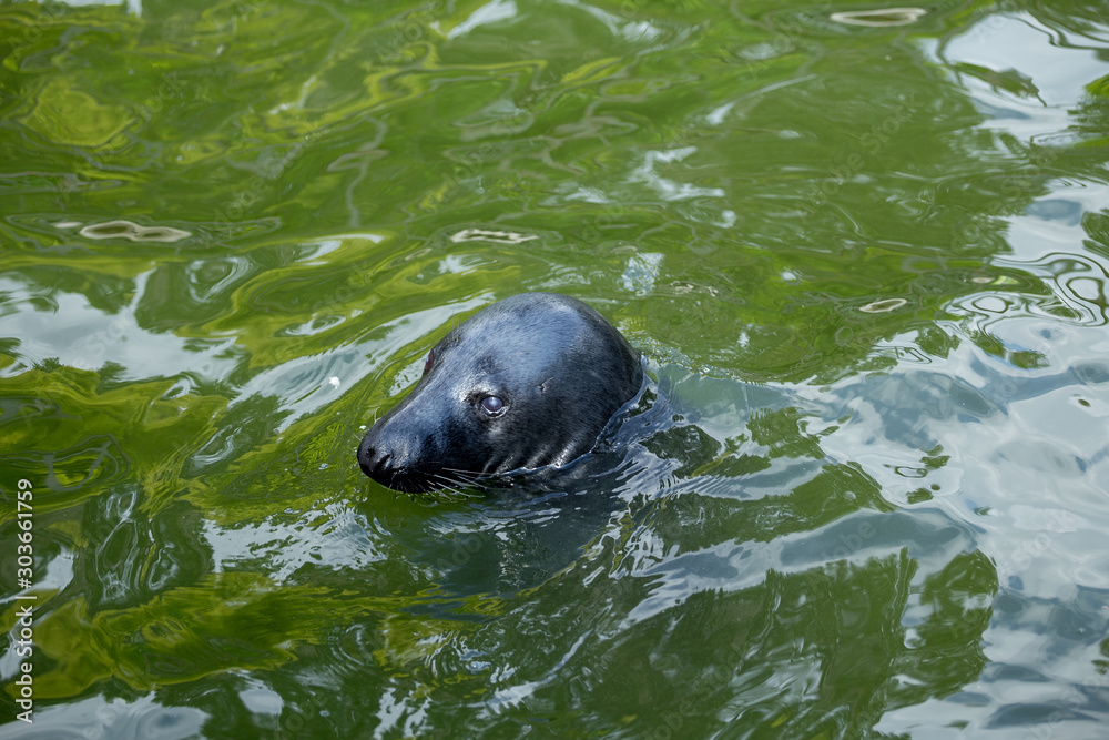 Obraz premium Seal in the water