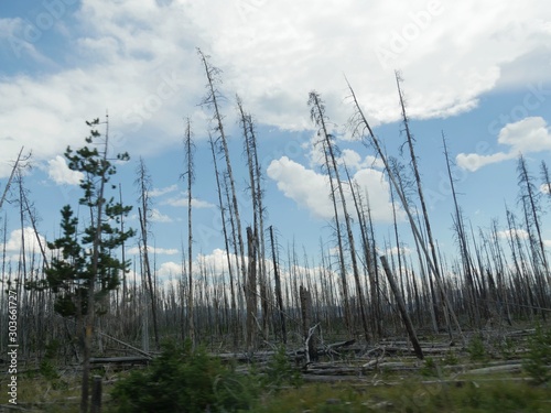 Young aspen trees recovering from previous forest fires at Yellowstone National Park.