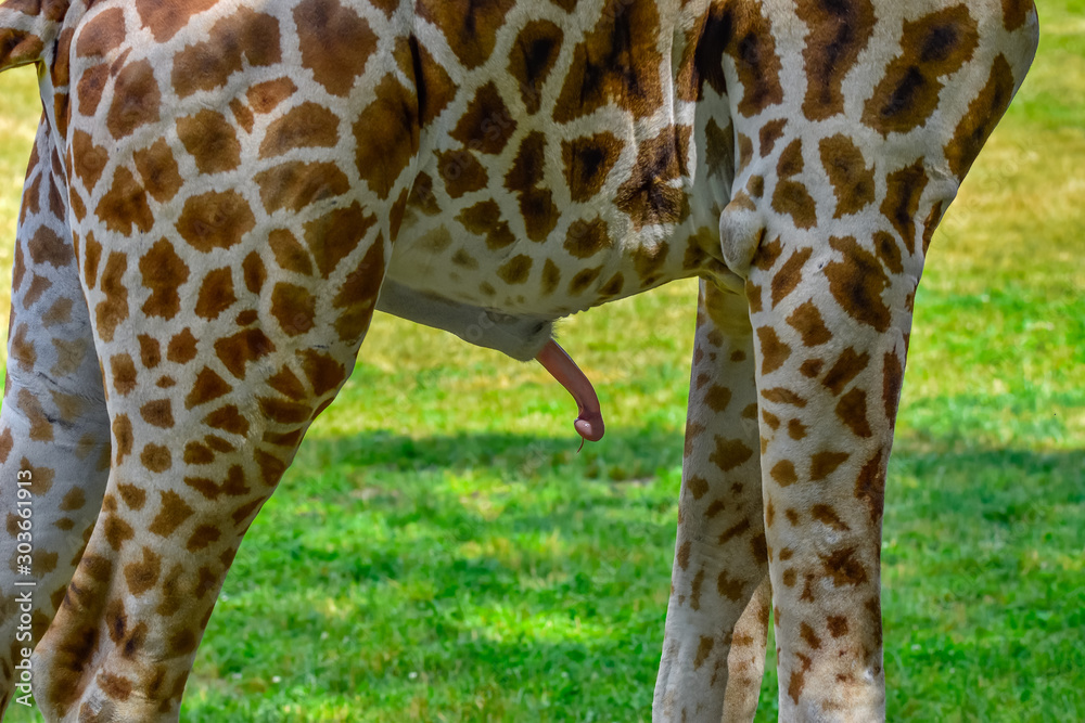 giraffe's penis Stock Photo | Adobe Stock