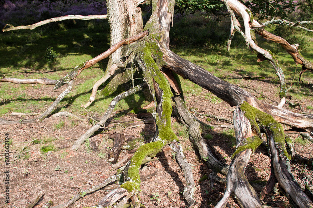 Dead tree trunk on heather at Posbank National park Veluwe near Rheden, Netherlands.