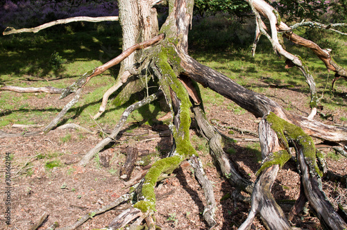 Dead tree trunk on heather at Posbank National park Veluwe near Rheden, Netherlands. © photosis