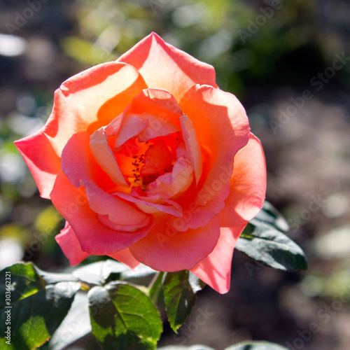 Pink roses. photo