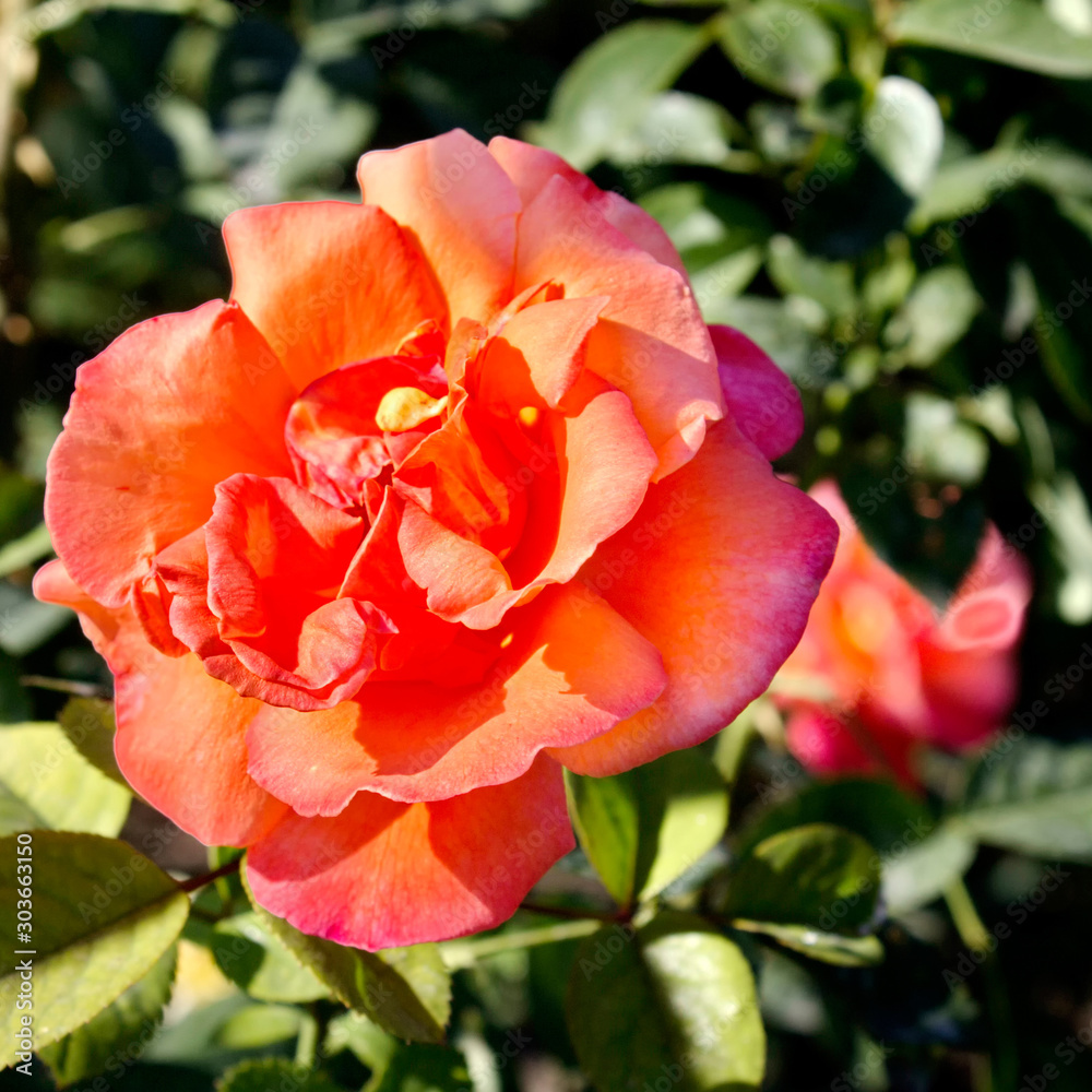 Red Roses. Red Roses.