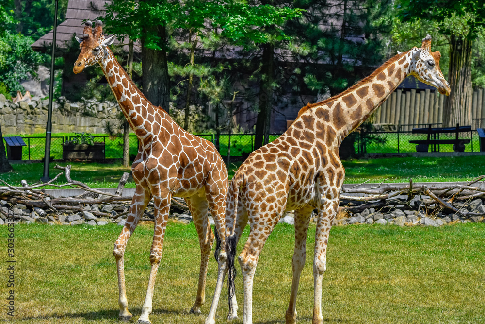 Obraz premium fighting giraffes