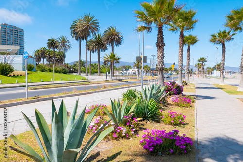 Chile Coquimbo agave palms and flowers on the seafront in a sunny day with blue sky photo