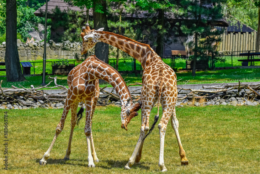 Fotografija fighting giraffes