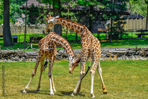 Photography fighting giraffes