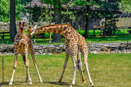fighting giraffes
