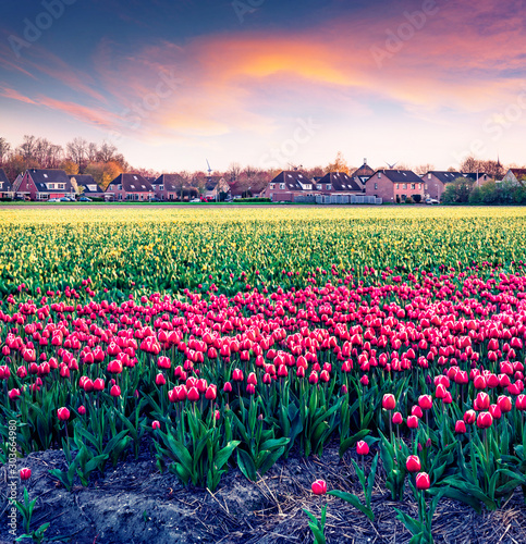 Fantastic spring sunset with fields of blooming tulip flowers. Exciting outdoor scene in Nethrlands, Lisse village location, Europe. Beauty of nature concept background.