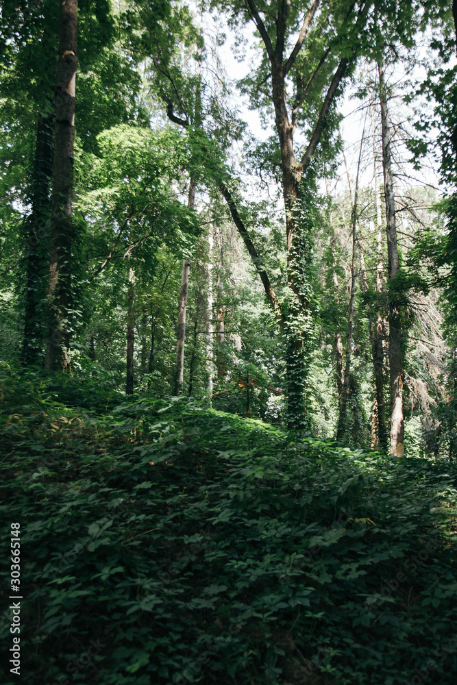 beautiful nature. green Park. natural plants. beautiful nature. green Park. natural plants.