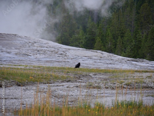 Steam spurts out from the Old Faithful geyser with a black bird standing nearby at Yellowstone National Park. © raksyBH