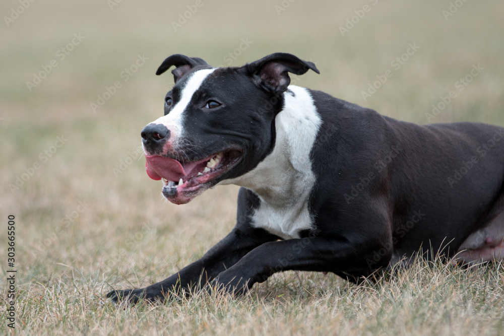 American pit bull terrier playing outdoor, black and white dog playing