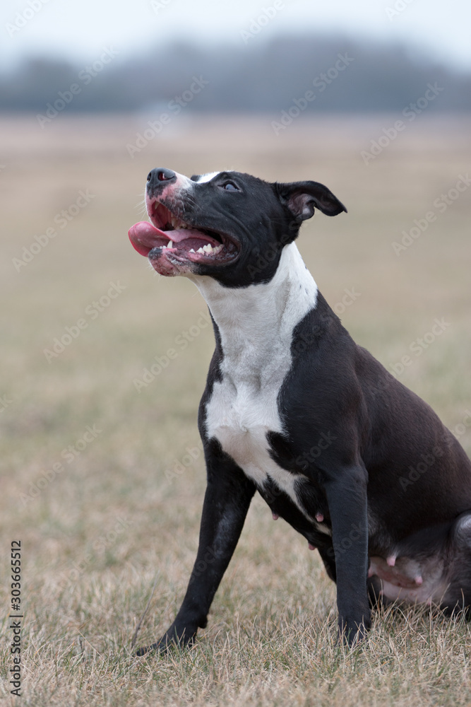 American pit bull terrier playing outdoor, black and white dog playing