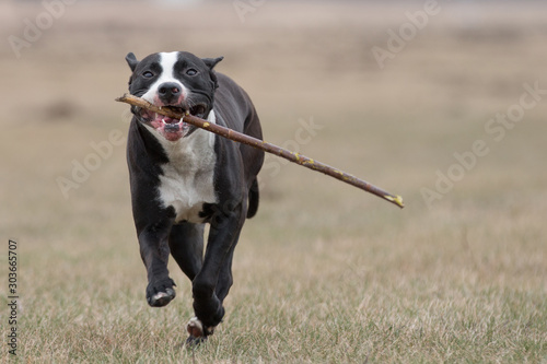 Foto American pit bull terrier playing outdoor, with stick  black and white dog playi