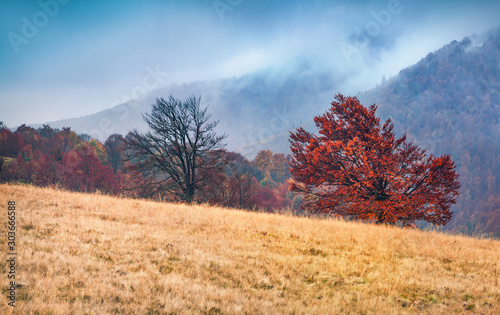Foggy autumn scene of mountain valley with two trees. Splendid morning scene of Carpathian mountains, Kvasy village location, Ukraine, Europe. Beauty of nature concept background.