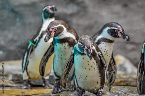 Humboldt penguins at the zoo