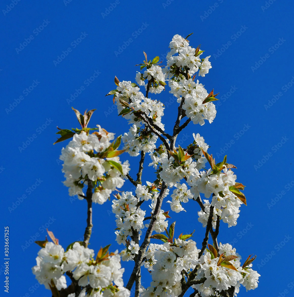 pretty white flower of a cherry tree pretty white flower of a cherry tree