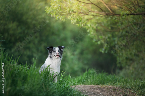 dog in the park on the nature in the grass. Marble Funny Border Collie