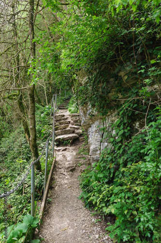 A rocky path in a yew-Box grove. Hosta  Sochi