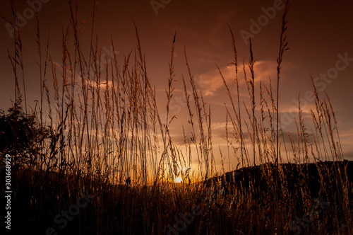 A view of the orange sky seen from the ground through the grass