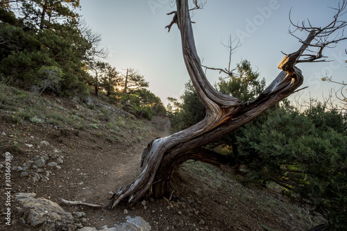 juniper grove at dawn Mountains of Crimea