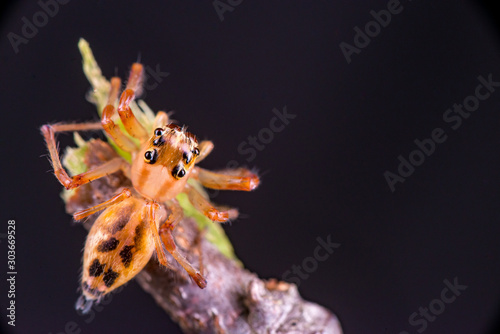 Beautiful tiny female Wide-jawed Jumping Spider (Salticidae, Euophryini, Parabathippus shelfordi) crawling and climbing the stick isolated with dark background. Large jaws help them grip the prey. photo