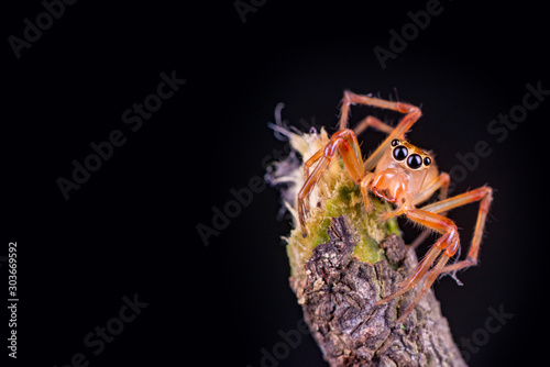 Beautiful tiny female Wide-jawed Jumping Spider (Salticidae, Euophryini, Parabathippus shelfordi) crawling and climbing the stick isolated with dark background. Large jaws help them grip the prey. photo