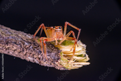 Beautiful tiny female Wide-jawed Jumping Spider (Salticidae, Euophryini, Parabathippus shelfordi) crawling and climbing the stick isolated with dark background. Large jaws help them grip the prey.