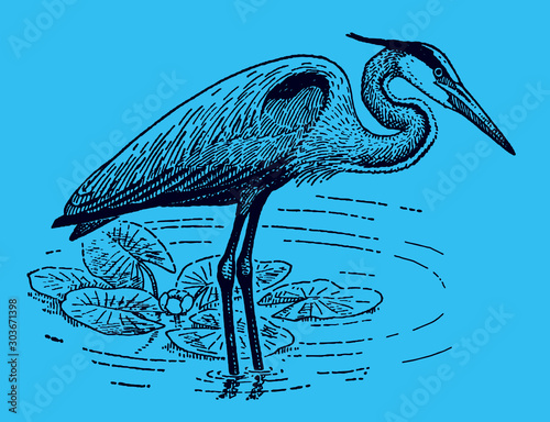 Great blue heron ardea herodias standing in a water body with water lilies on a blue background. Editable in layers photo