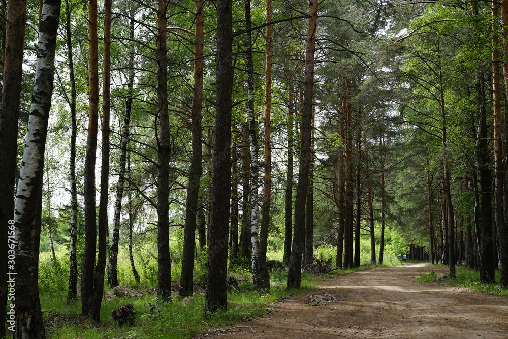 Obraz premium forest