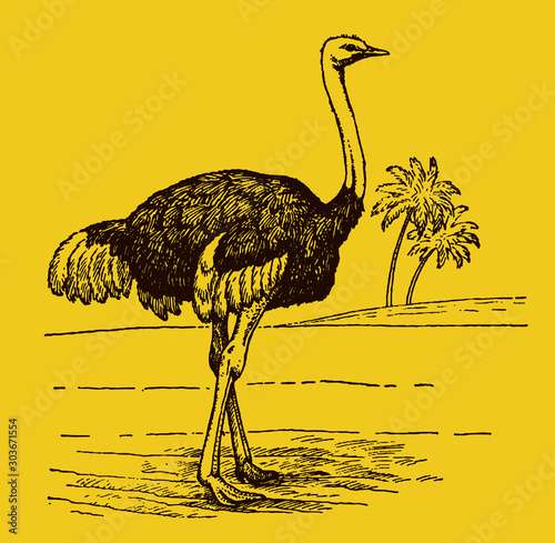 Male common ostrich struthio camelus in side view standing in an african landscape with two palms, on a yellow-orange background. Editable in layers