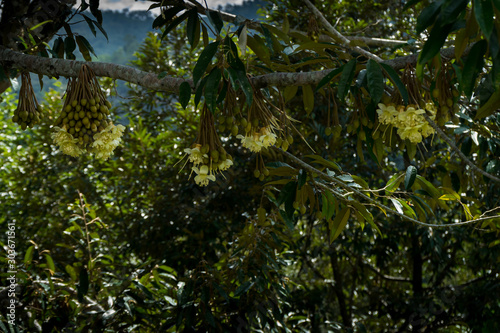 Gelb blühender Durian Baum, Dusun Village, Sabah, Borneo photo