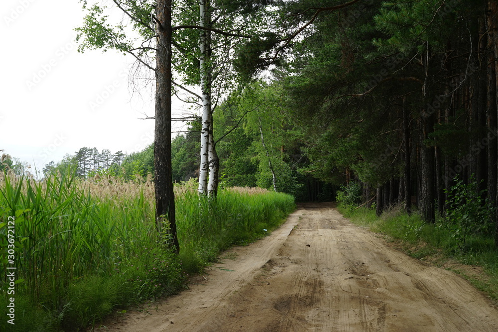 Fototapeta premium forest